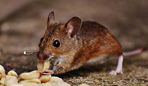 24 Hour & Emergency Exterminators in Union Deposit, PA